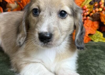 Ginger Spice mini dachshund shaded cream hidden dapple female puppy for sale