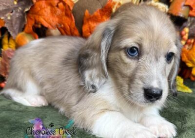 Crispin mini dachshund shaded cream hidden dapple male puppy for sale