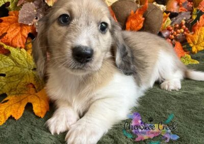 Crispin mini dachshund shaded cream hidden dapple male puppy for sale