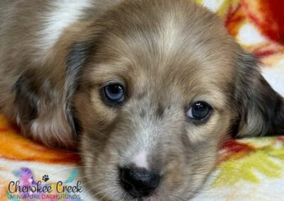 Crispin mini dachshund shaded cream hidden dapple male puppy for sale