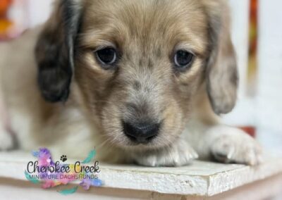 Ginger Spice mini dachshund shaded cream hidden dapple female puppy for sale