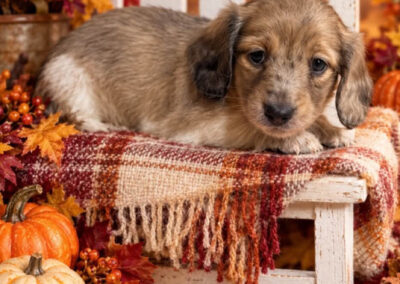 Ginger Spice mini dachshund shaded cream hidden dapple female puppy for sale poster
