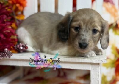Ginger Spice mini dachshund shaded cream hidden dapple female puppy for sale