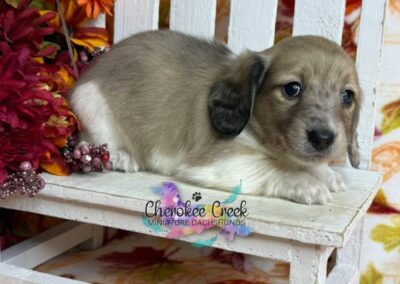 Ginger Spice mini dachshund shaded cream hidden dapple female puppy for sale