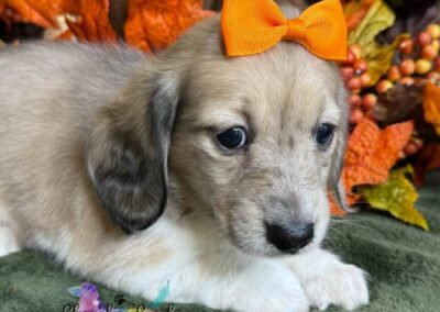 Ginger Spice mini dachshund shaded cream hidden dapple female puppy for sale