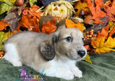 Ginger Spice mini dachshund shaded cream hidden dapple female puppy for sale