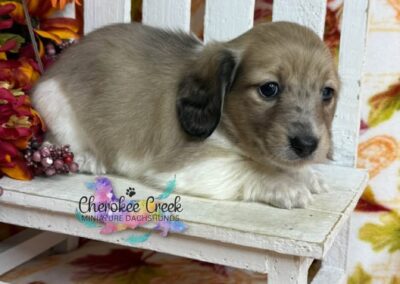Ginger Spice mini dachshund shaded cream hidden dapple female puppy for sale