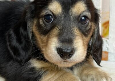 Jinx mini dachshund black cream male puppy for sale