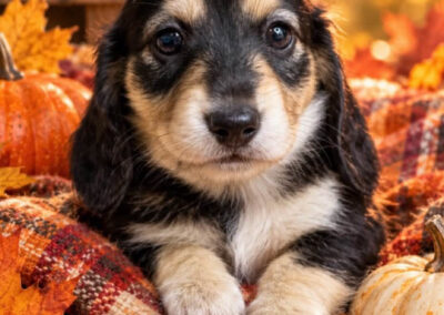 Jinx mini dachshund black cream male puppy for sale poster