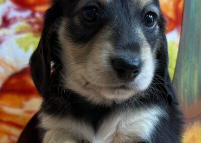 Jinx mini dachshund black cream male puppy for sale