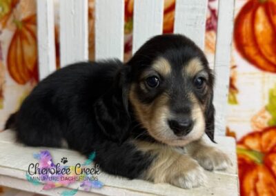 Jinx mini dachshund black cream male puppy for sale