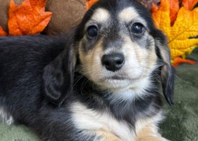 Jinx mini dachshund black cream male puppy for sale