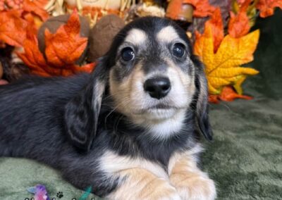 Jinx mini dachshund black cream male puppy for sale