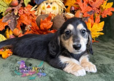 Jinx mini dachshund black cream male puppy for sale