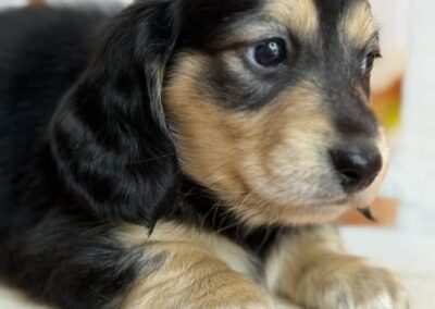 Jinx mini dachshund black cream male puppy for sale