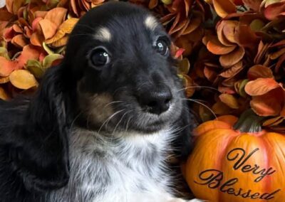 River mini dachshund black cream piebald female puppy for sale