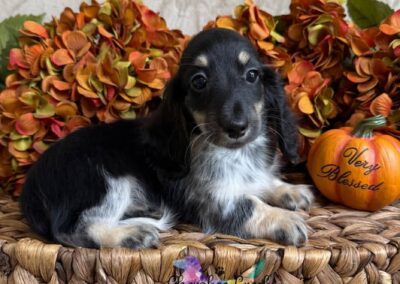 River mini dachshund black cream piebald female puppy for sale