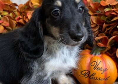 River mini dachshund black cream piebald female puppy for sale
