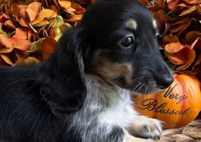 River mini dachshund black cream piebald female puppy for sale