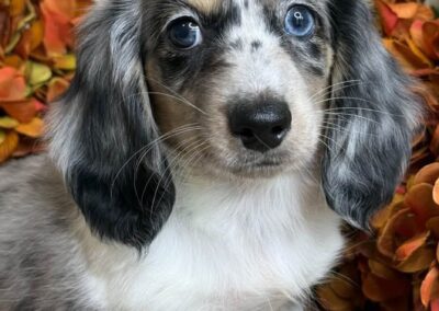 Rudi mini dachshund black cream dapple piebald male puppy for sale