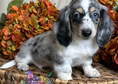 Rudi mini dachshund black cream dapple piebald male puppy for sale
