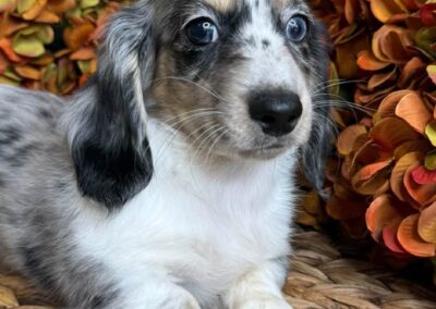 Rudi mini dachshund black cream dapple piebald male puppy for sale