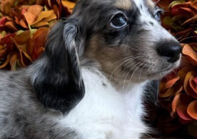Rudi mini dachshund black cream dapple piebald male puppy for sale