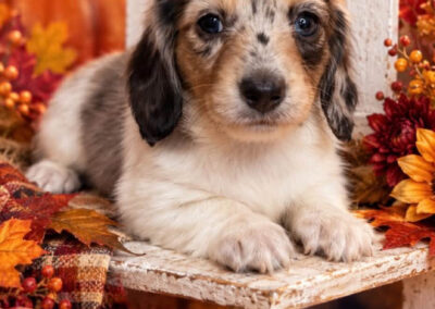 Twilight mini dachshund black cream dapple piebald female puppy for sale poster
