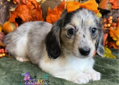 Twilight mini dachshund black cream dapple piebald female puppy for sale
