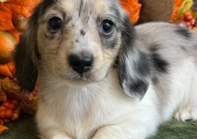 Twilight mini dachshund black cream dapple piebald female puppy for sale