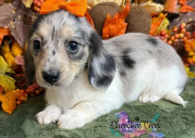 Twilight mini dachshund black cream dapple piebald female puppy for sale